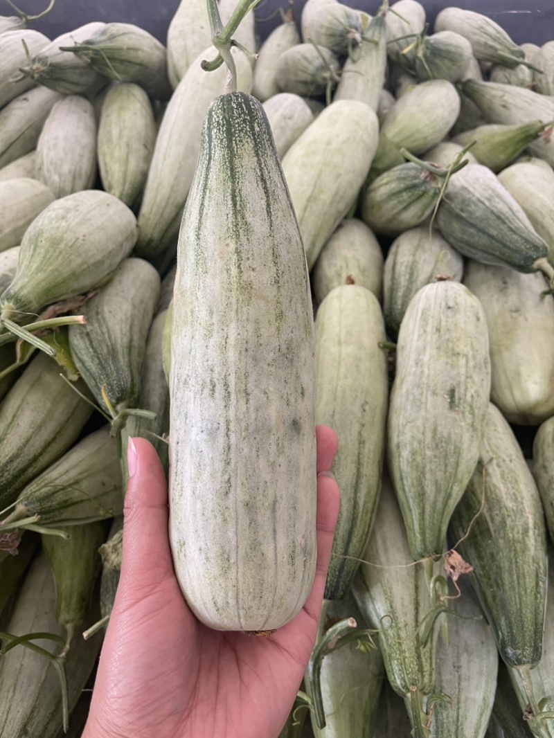 羊角蜜博洋61头茬甜瓜大量上市对接市场超市