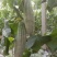 羊角蜜博洋61头茬甜瓜大量上市对接市场超市