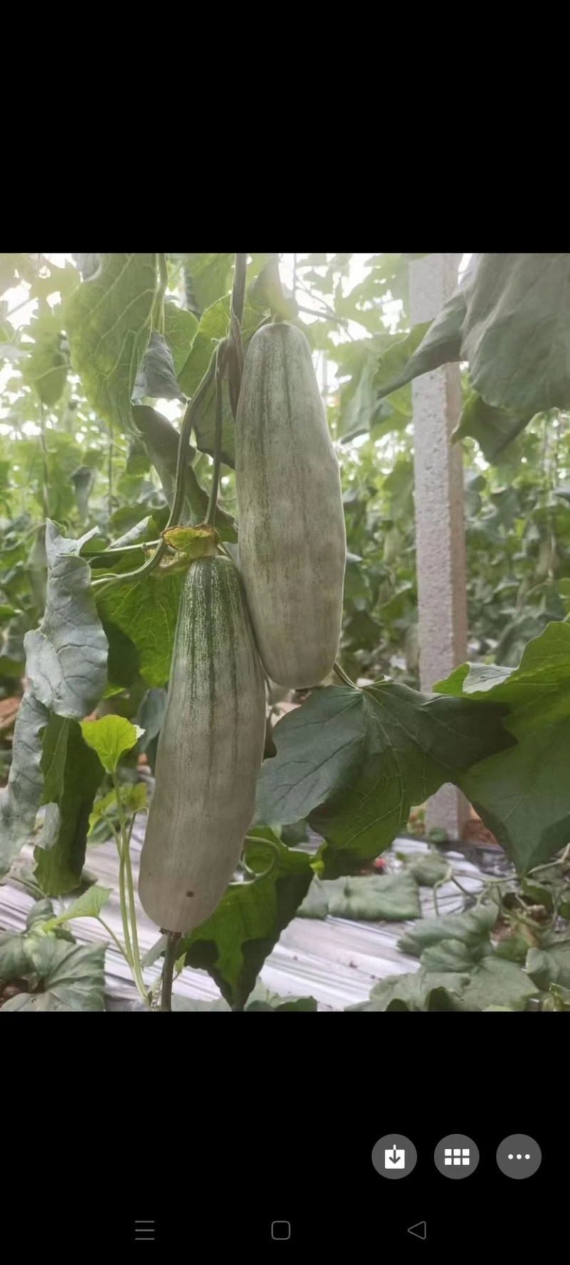 羊角蜜博洋61头茬甜瓜大量上市对接市场超市