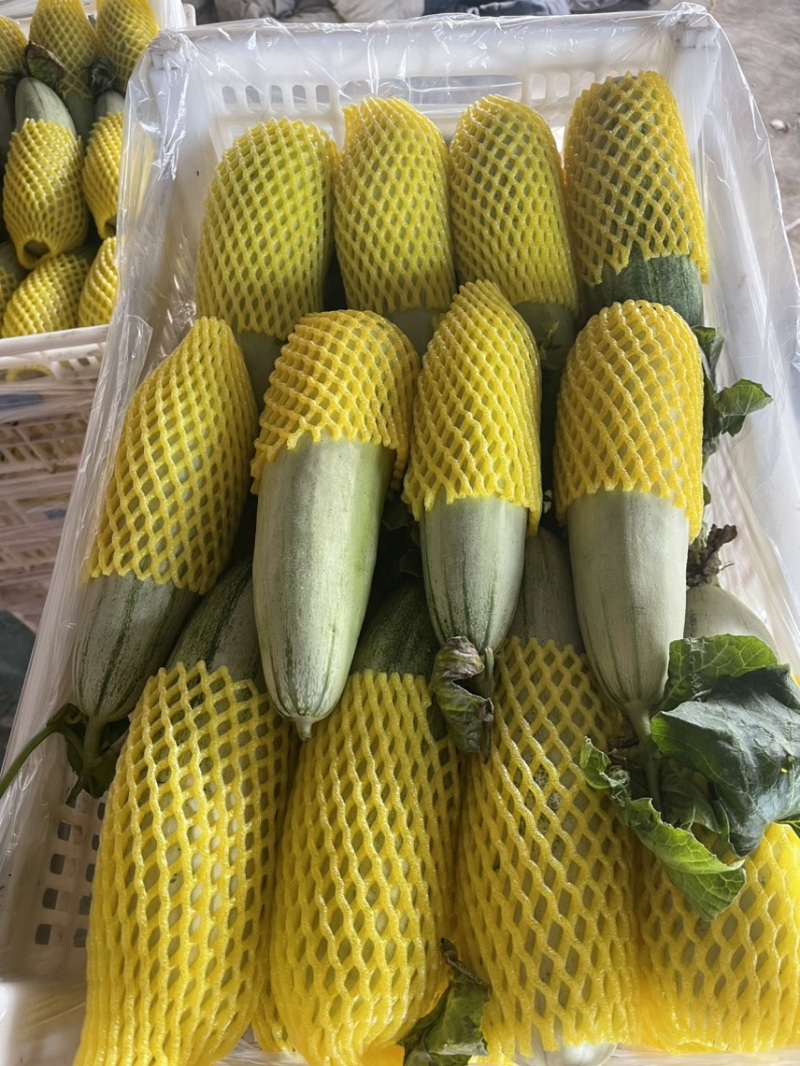 羊角蜜博洋61头茬甜瓜大量上市对接市场超市