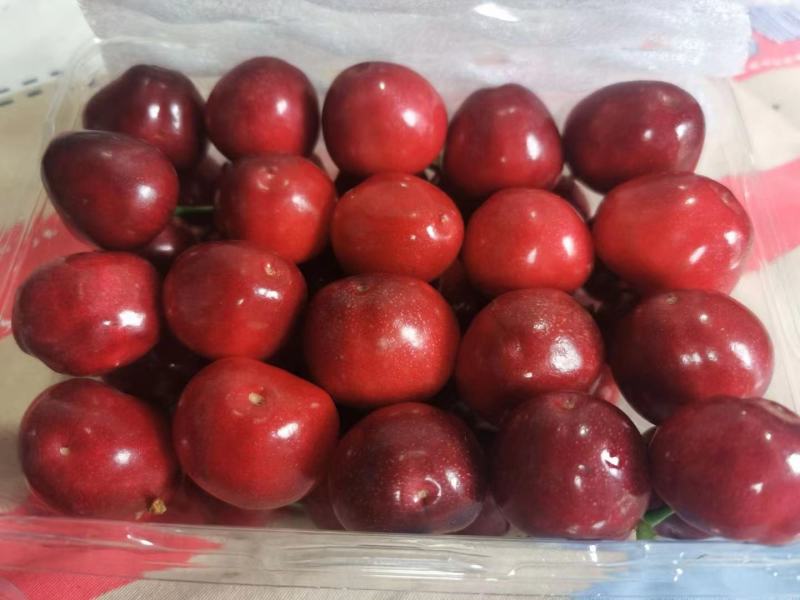 陕西大樱桃，美早樱桃，精品再现，一年一度，口感甜脆，