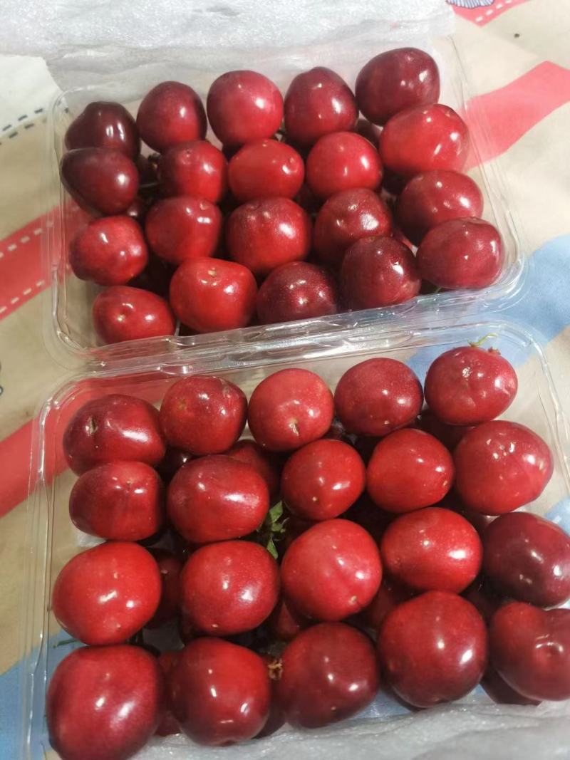 陕西大樱桃，美早樱桃，精品再现，一年一度，口感甜脆，