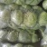 【推荐】甘蓝大量上市中，现货现发诚信商家欢迎洽谈