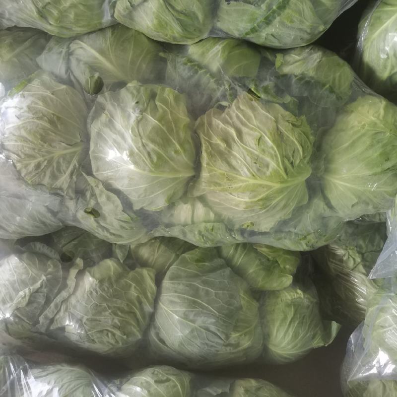 【推荐】甘蓝大量上市中，现货现发诚信商家欢迎洽谈