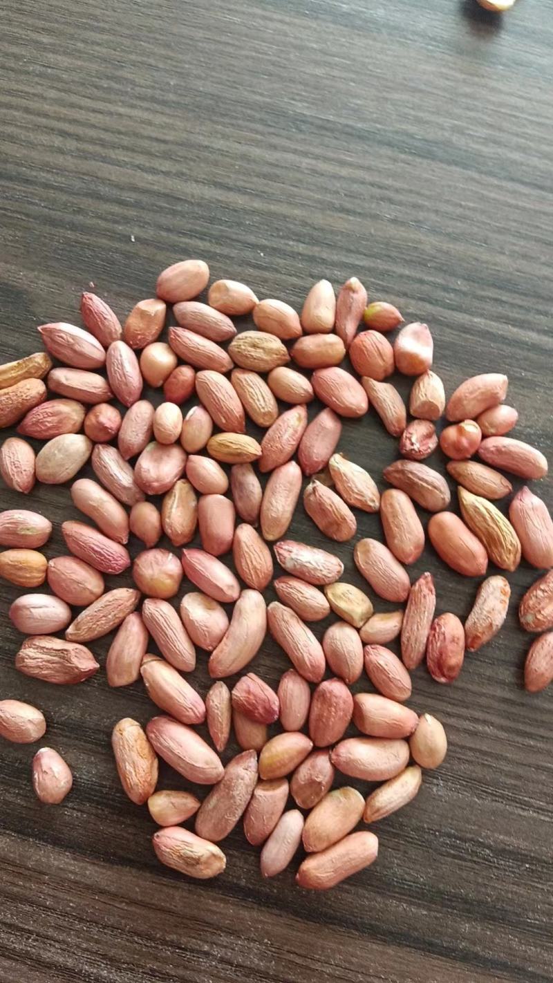 精品花生米手选果，价格美丽欢迎客户来电咨询订购