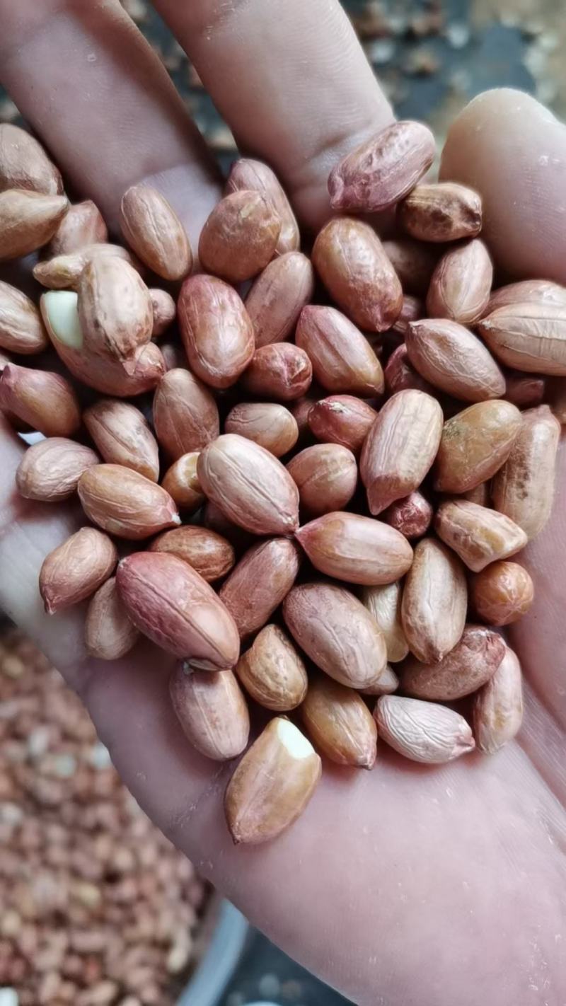 精品花生米手选果，价格美丽欢迎客户来电咨询订购