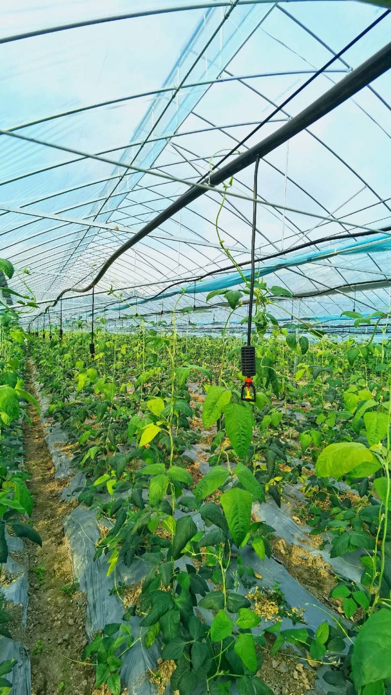 大棚倒挂微喷可定制生产折射雾化倒挂微喷