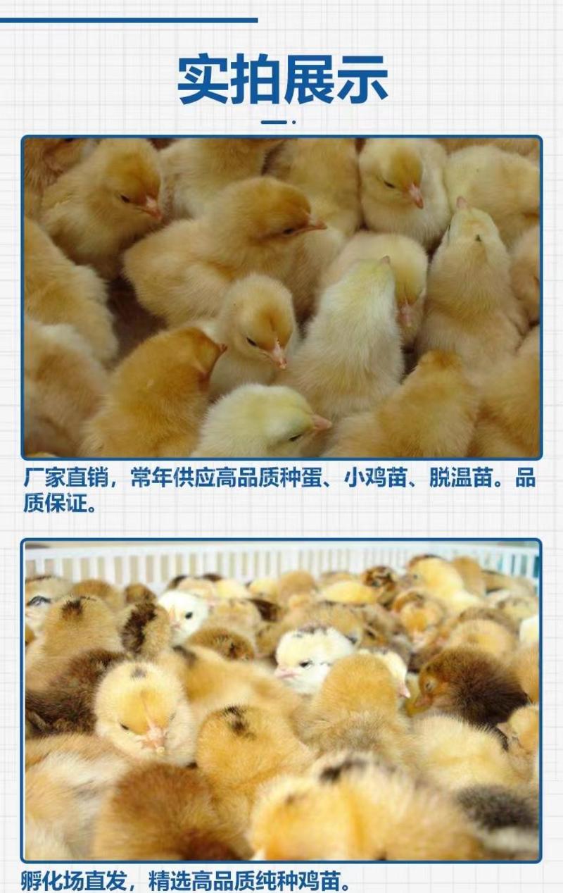 孵化场出售海兰褐蛋鸡苗红毛蛋鸡出壳打了疫苗