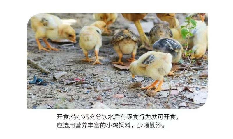 孵化场出售海兰褐蛋鸡苗红毛蛋鸡出壳打了疫苗