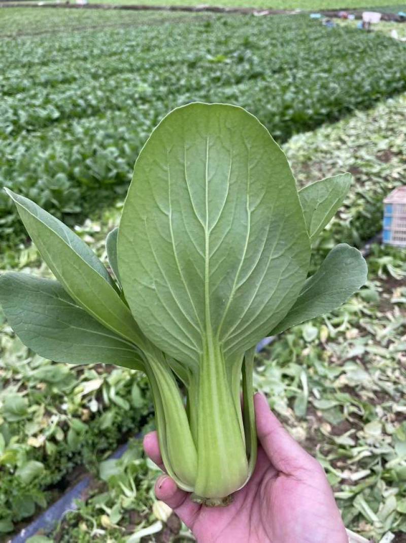 耐热基地耐雨上海青种子青梗菜种子小油菜种子