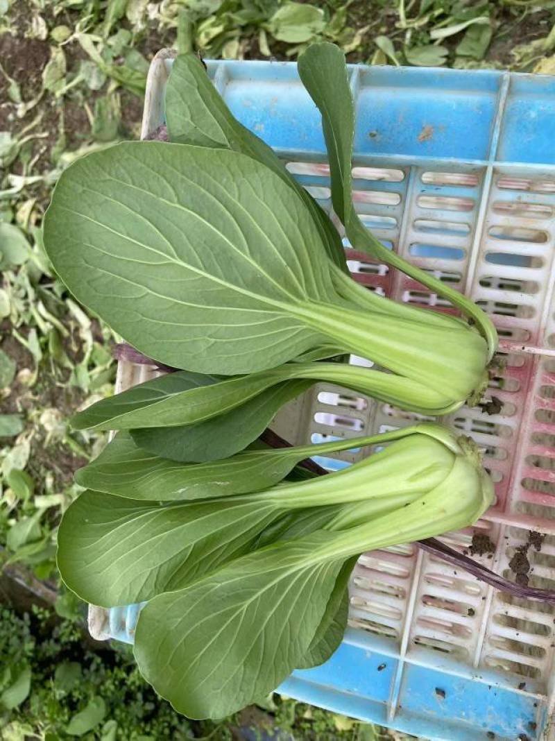 耐热基地耐雨上海青种子青梗菜种子小油菜种子