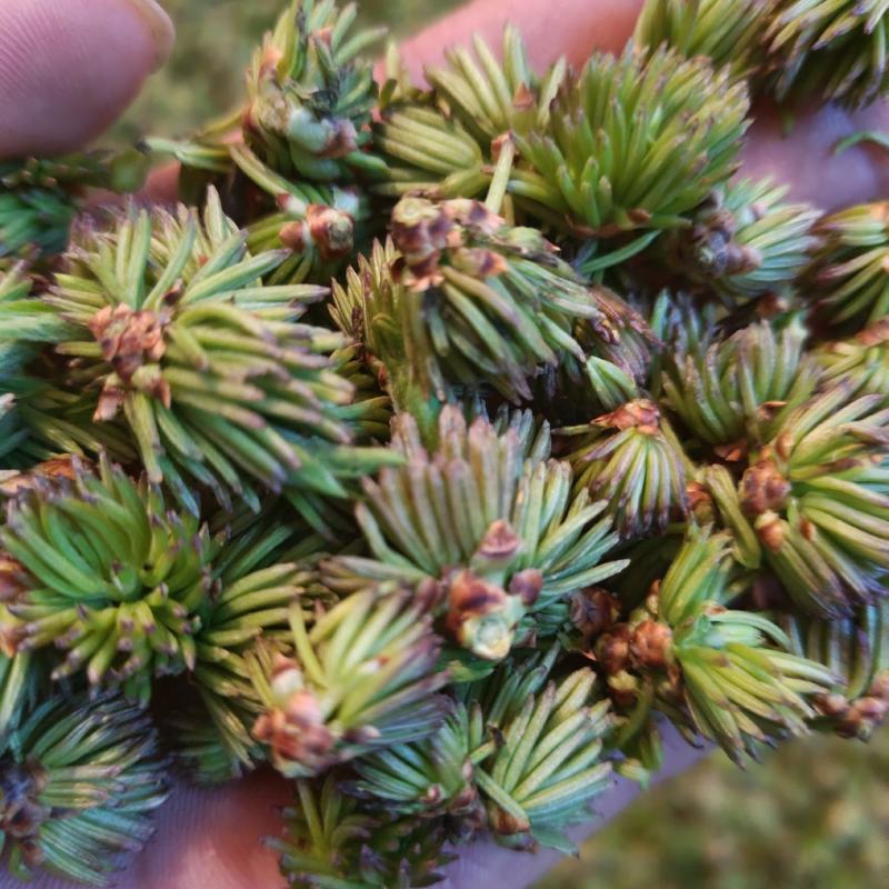 杜仲雄花杜仲雄花茶杜仲雄花干货野生正品产地大量供应