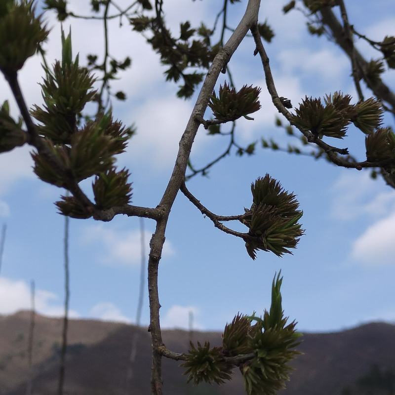 杜仲雄花杜仲雄花茶杜仲雄花干货野生正品产地大量供应