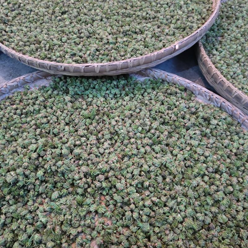 杜仲雄花杜仲雄花茶杜仲雄花干货野生正品产地大量供应