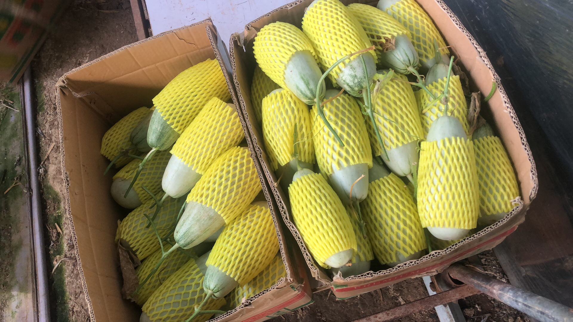 工人在标准化车间内对羊角蜜甜瓜进行分级筛选,使用电子测糖仪检测糖度,随后装入定制泡沫网套与纸箱,准备装车进入冷藏货车,背景有“青县羊角蜜地理标志产品”标识牌 河北青县羊角蜜包装与冷链运输现场