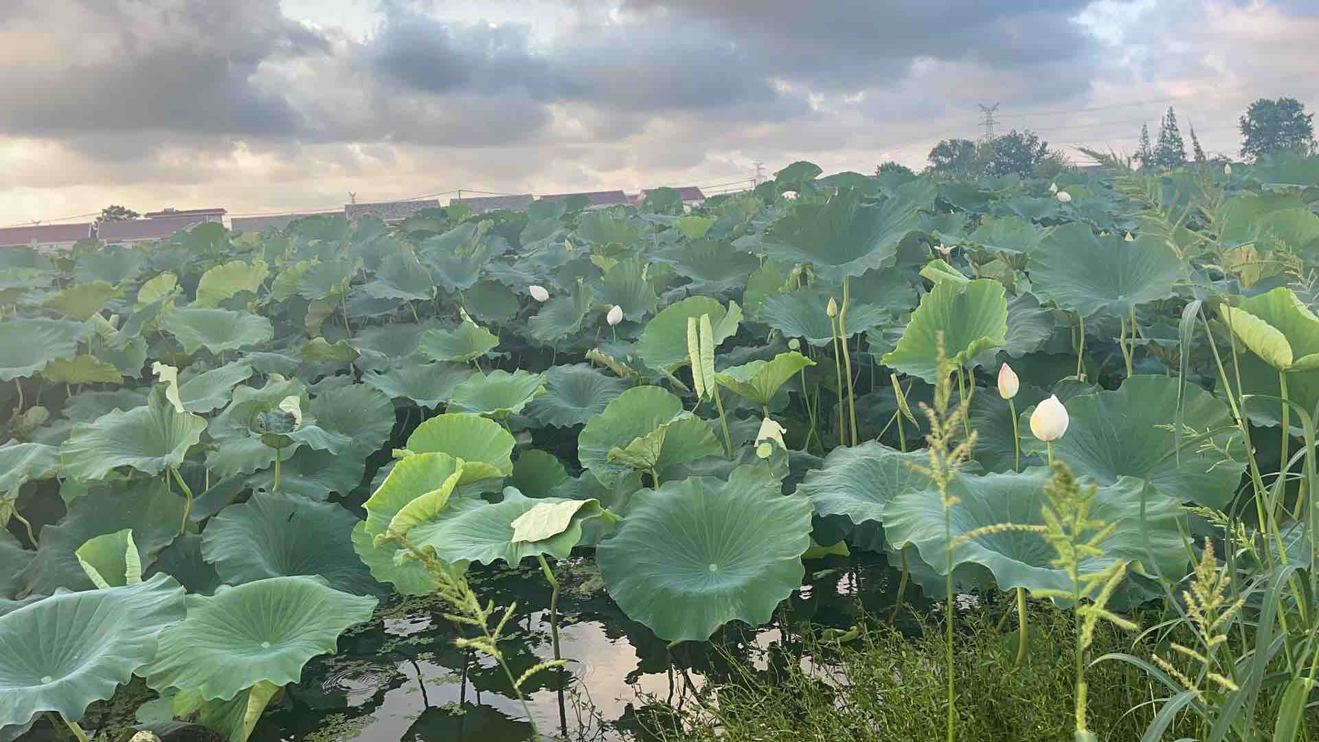 清晨的藕田,农民穿着防水裤在浅水中手工采挖小莲藕,藕体洁白完整,带有少量泥土,旁边堆放着刚采收的莲藕,背景为晨光下的荷叶 小莲藕采收场景