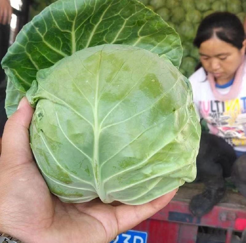 甘蓝大棚甘蓝，露天甘蓝基地直发一手货源量大从优