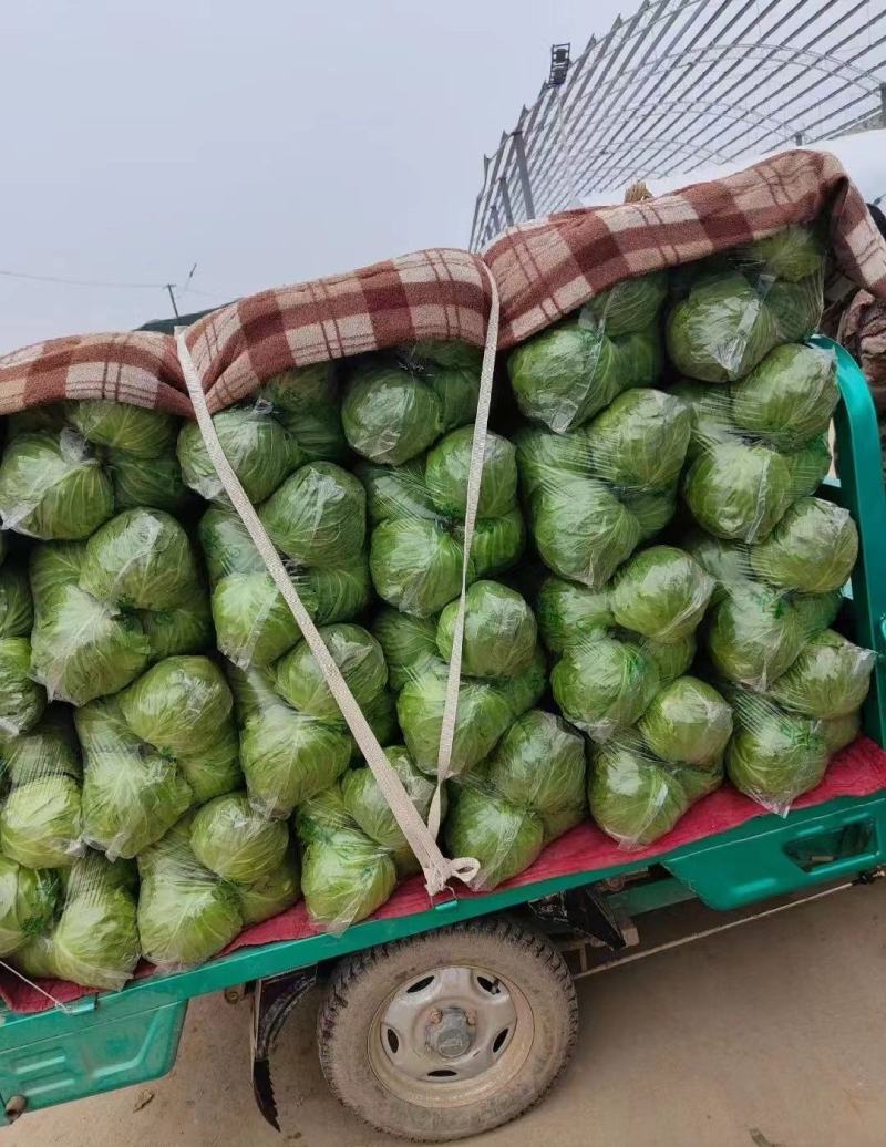 甘蓝大棚甘蓝，露天甘蓝基地直发一手货源量大从优