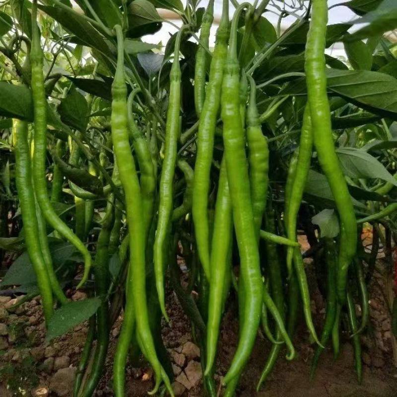【基地直供经营】线椒，牛角椒，螺丝椒货源充足，全国发货