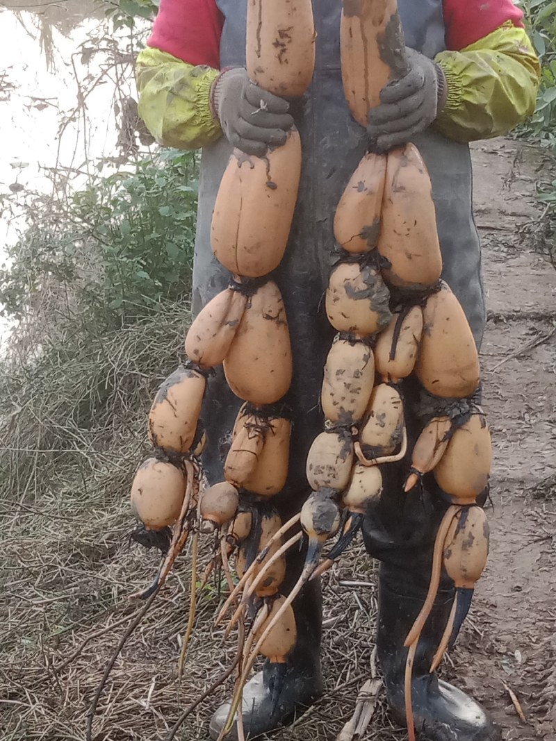 一代纯正六号莲藕苗