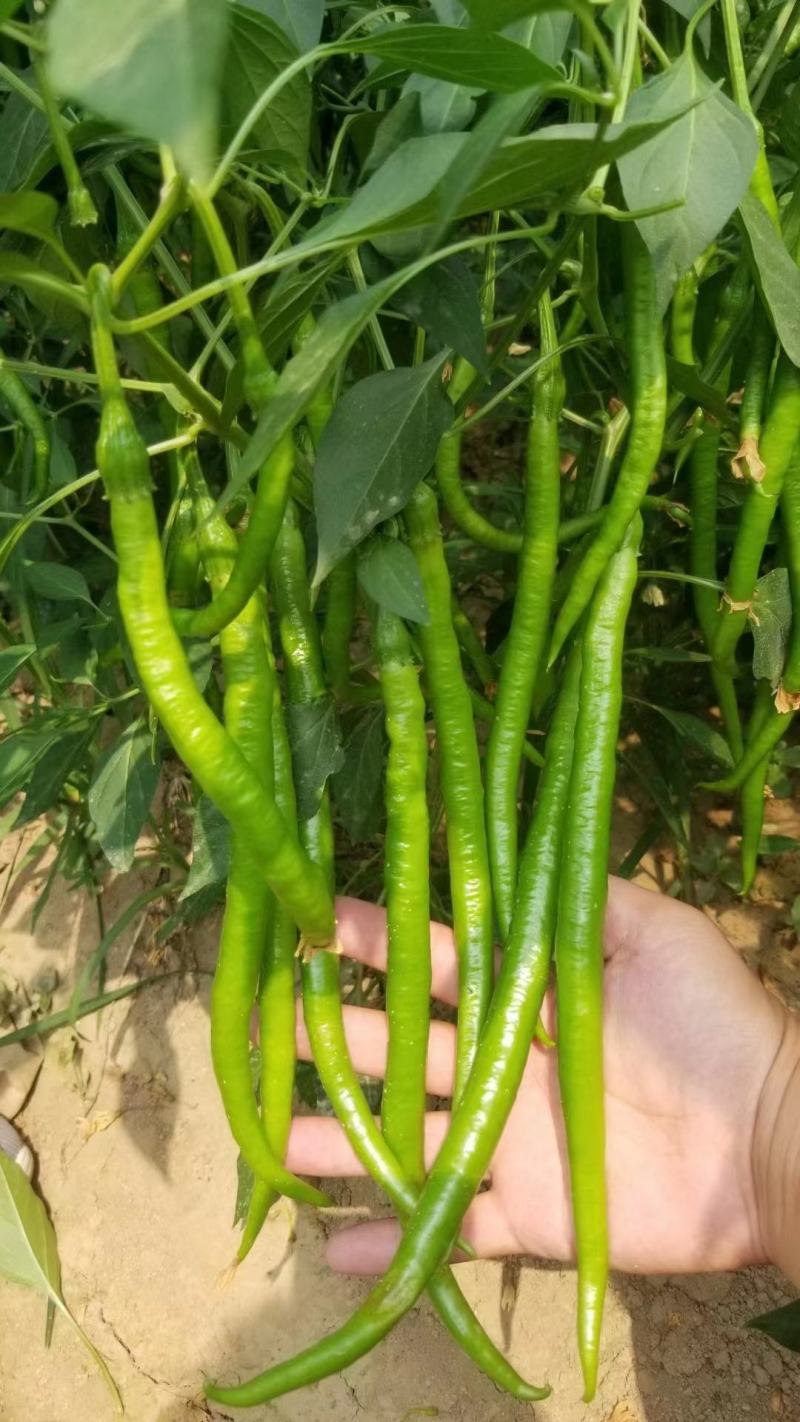 【基地直供经营】线椒，牛角椒，螺丝椒货源充足，全国发货