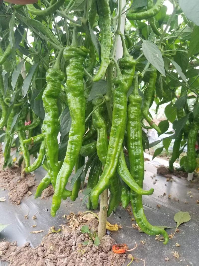 【基地直供经营】线椒，牛角椒，螺丝椒货源充足，全国发货