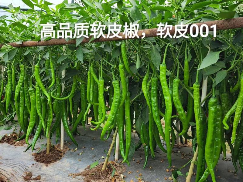 【基地直供经营】线椒，牛角椒，螺丝椒货源充足，全国发货