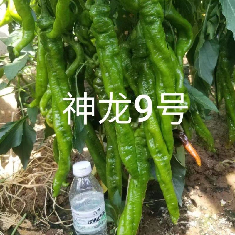 【诚信经营】螺丝椒辣椒苗，牛角辣椒苗，线椒苗，泰国艳红辣椒苗