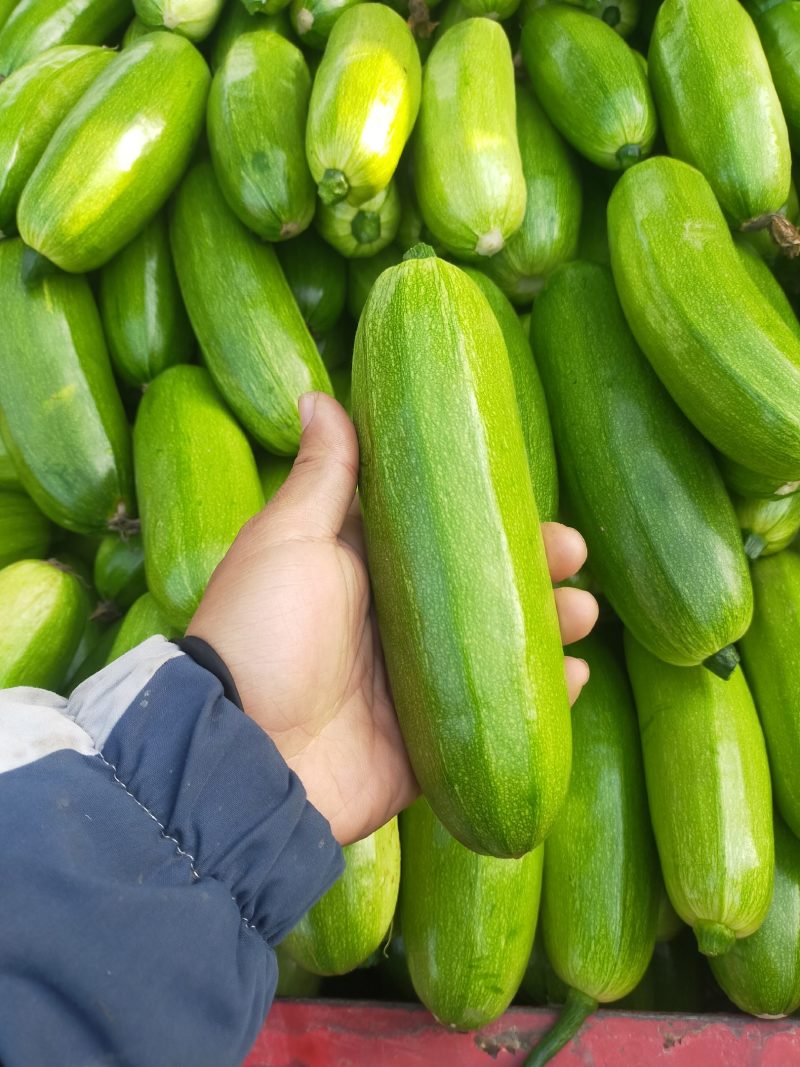 【好货】西葫芦精品绿皮西葫芦大量上市可视频看货