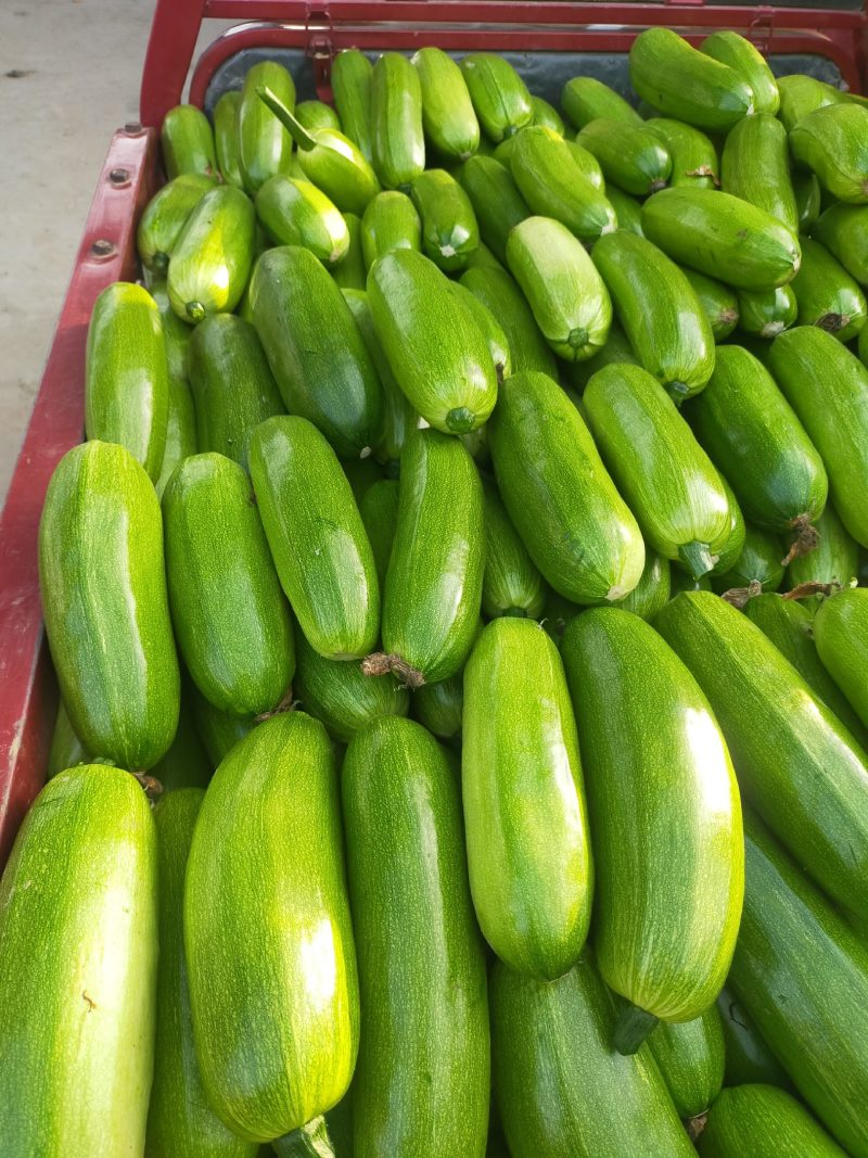 【好货】西葫芦精品绿皮西葫芦大量上市可视频看货