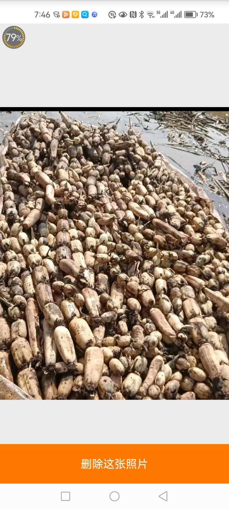 南充逢安县，遂宁良种6号，一手货源，量大从优。欢迎联系。