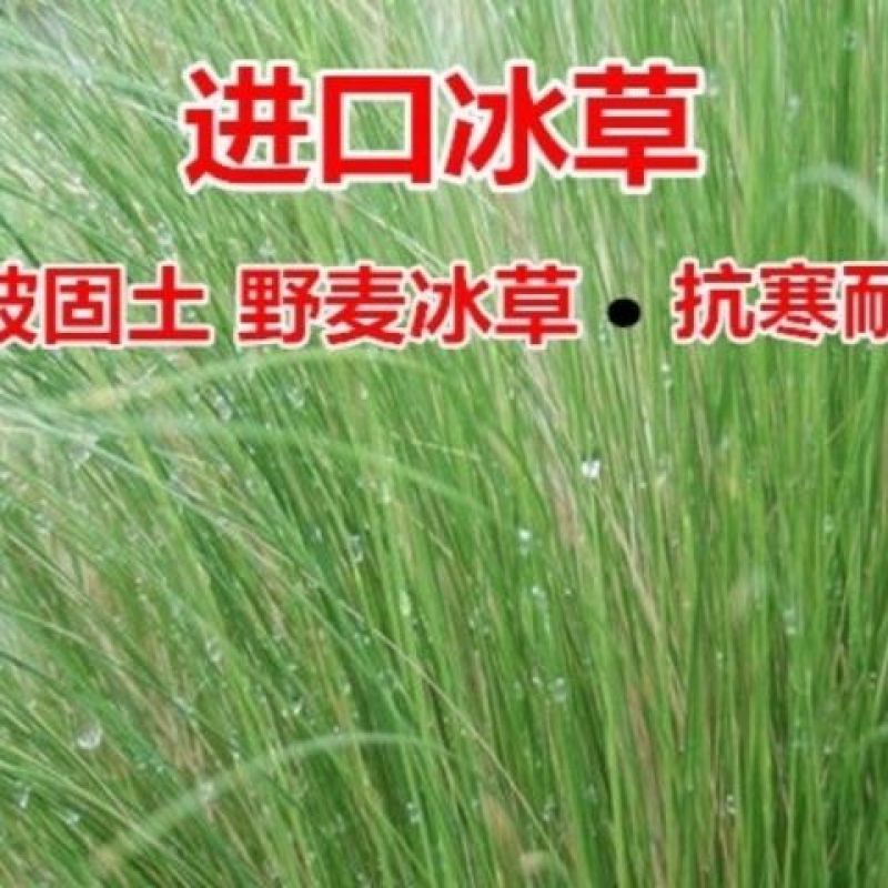 高冰草种子，草坪牧草种子多年生野麦子种子羽状小麦草抗旱耐