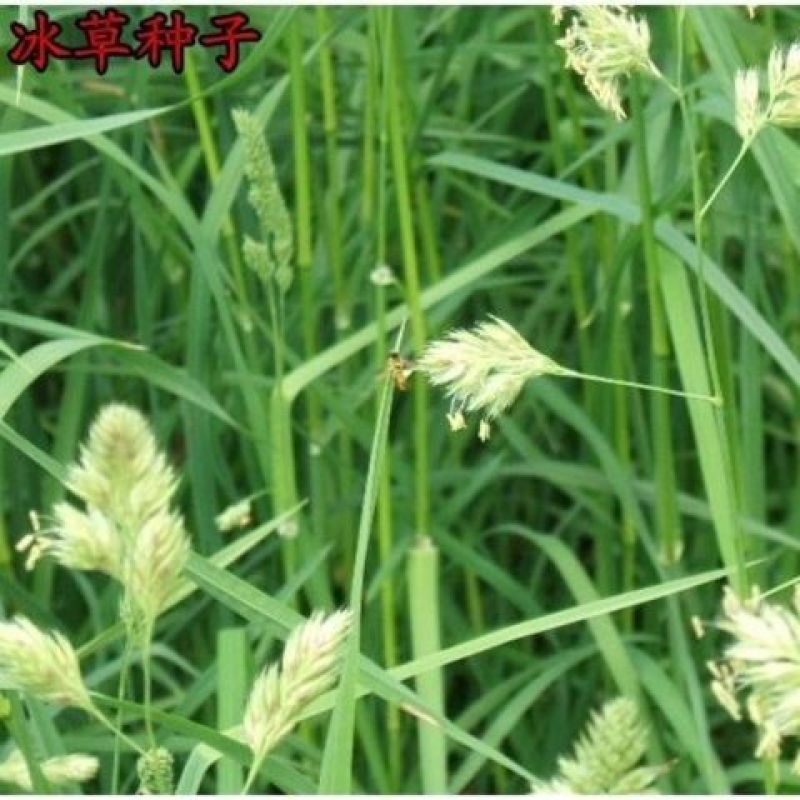 高冰草种子，草坪牧草种子多年生野麦子种子羽状小麦草抗旱耐
