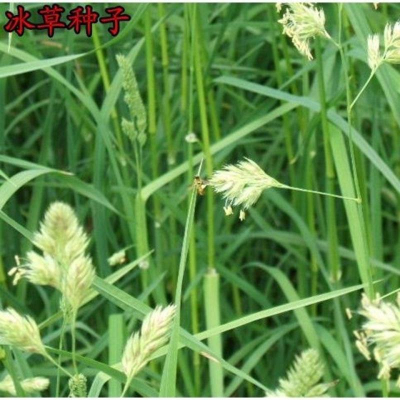 高冰草种子，草坪牧草种子多年生野麦子种子羽状小麦草抗旱耐