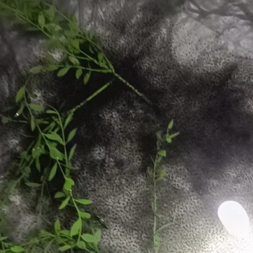 牛蛙苗