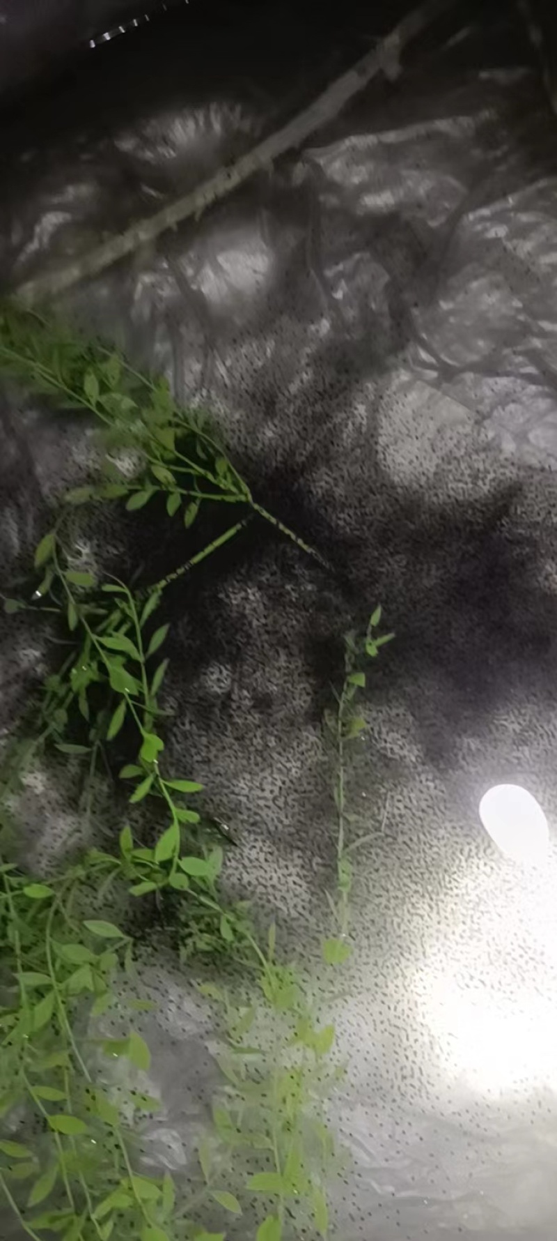 牛蛙苗