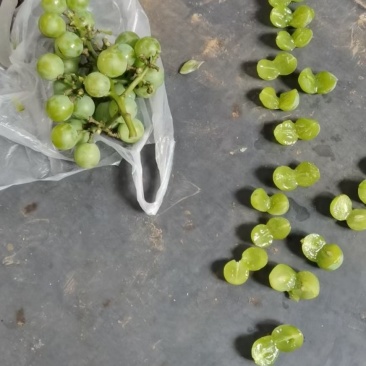 无核巨峰罐头葡萄大量有货，现在接受预定。