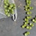 无核巨峰罐头葡萄大量有货，现在接受预定。