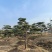 造型松
