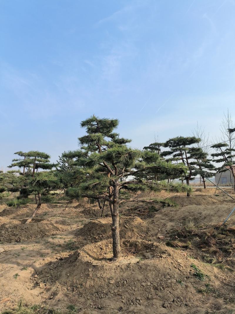 造型松