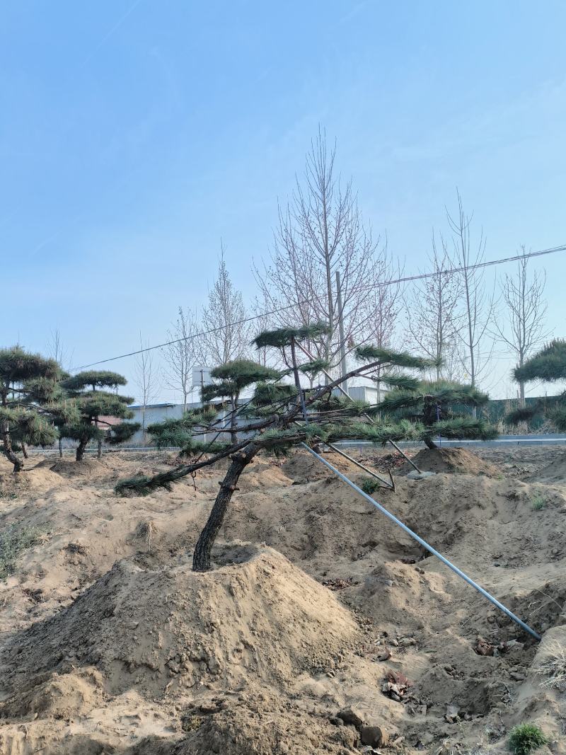 造型松