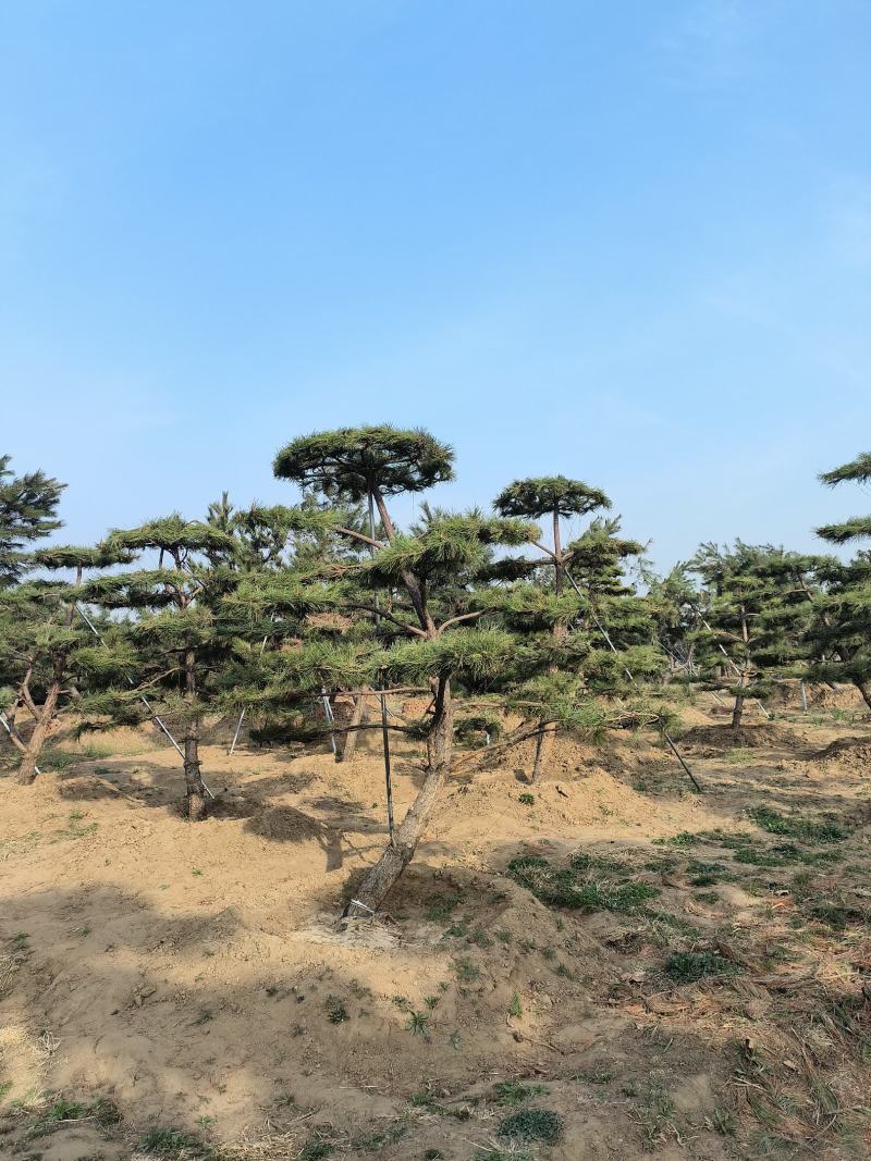 造型松