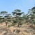 造型松