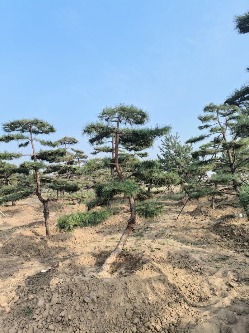 造型松