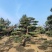 造型松