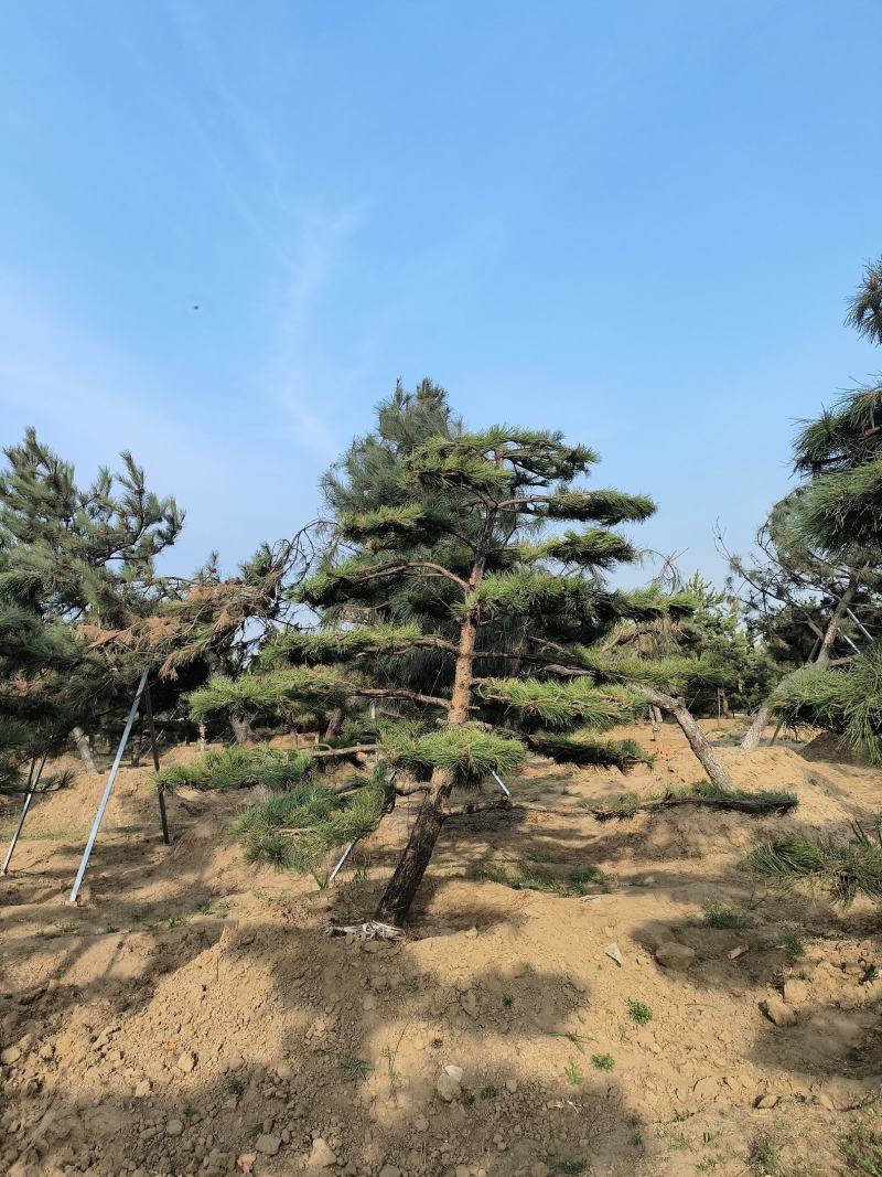 造型松