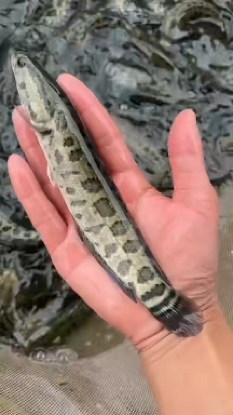 黑鱼苗黑鱼财鱼乌鱼生长快耐低氧好管理