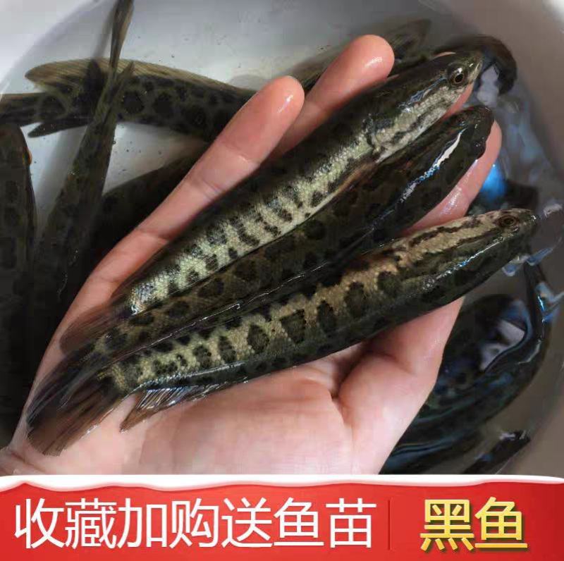黑鱼苗黑鱼财鱼乌鱼生长快耐低氧好管理