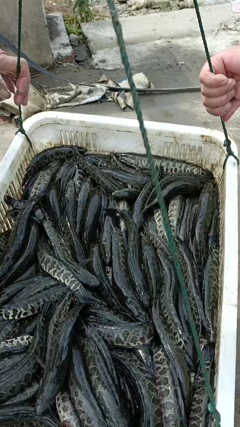 黑鱼苗黑鱼财鱼乌鱼生长快耐低氧好管理