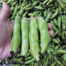 蚕豆需要大量有货质量巴适，价格也合适需要直接安排